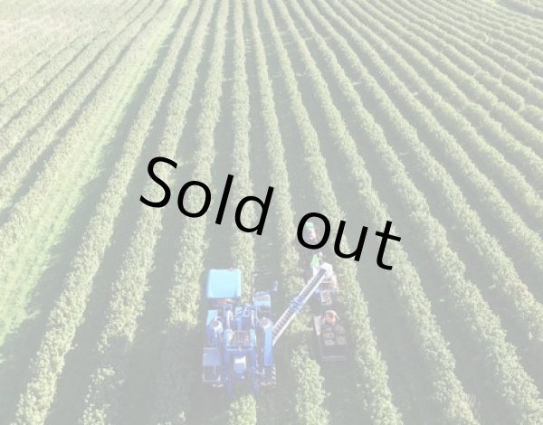 画像6: 有機ＪＡＳカシスパウダー　450g〔送料無料〕 (6)