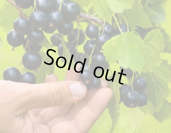 画像5: 有機ＪＡＳカシスパウダー　450g〔送料無料〕 (5)