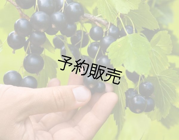 画像4: 有機JAS フリーズドライカシス(粒）120g (4)